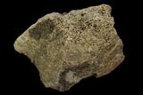Fossil Triceratops Bone Section - North Dakota #117450-1